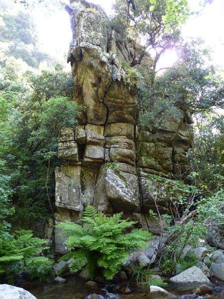 Osmunda regalis en bord de ruisseau en Corse, illustrant son habitat humide